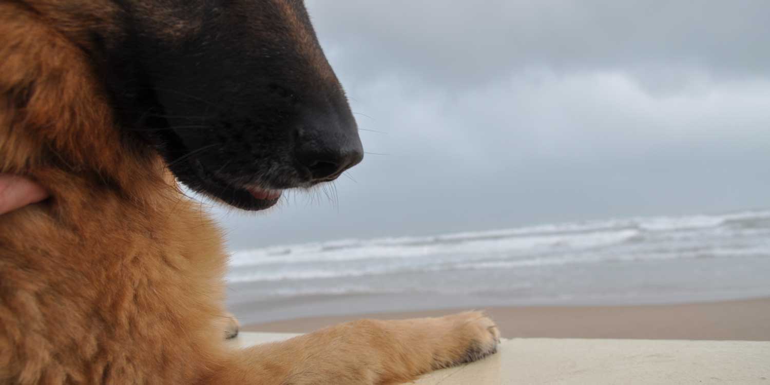 vacaciones perros
