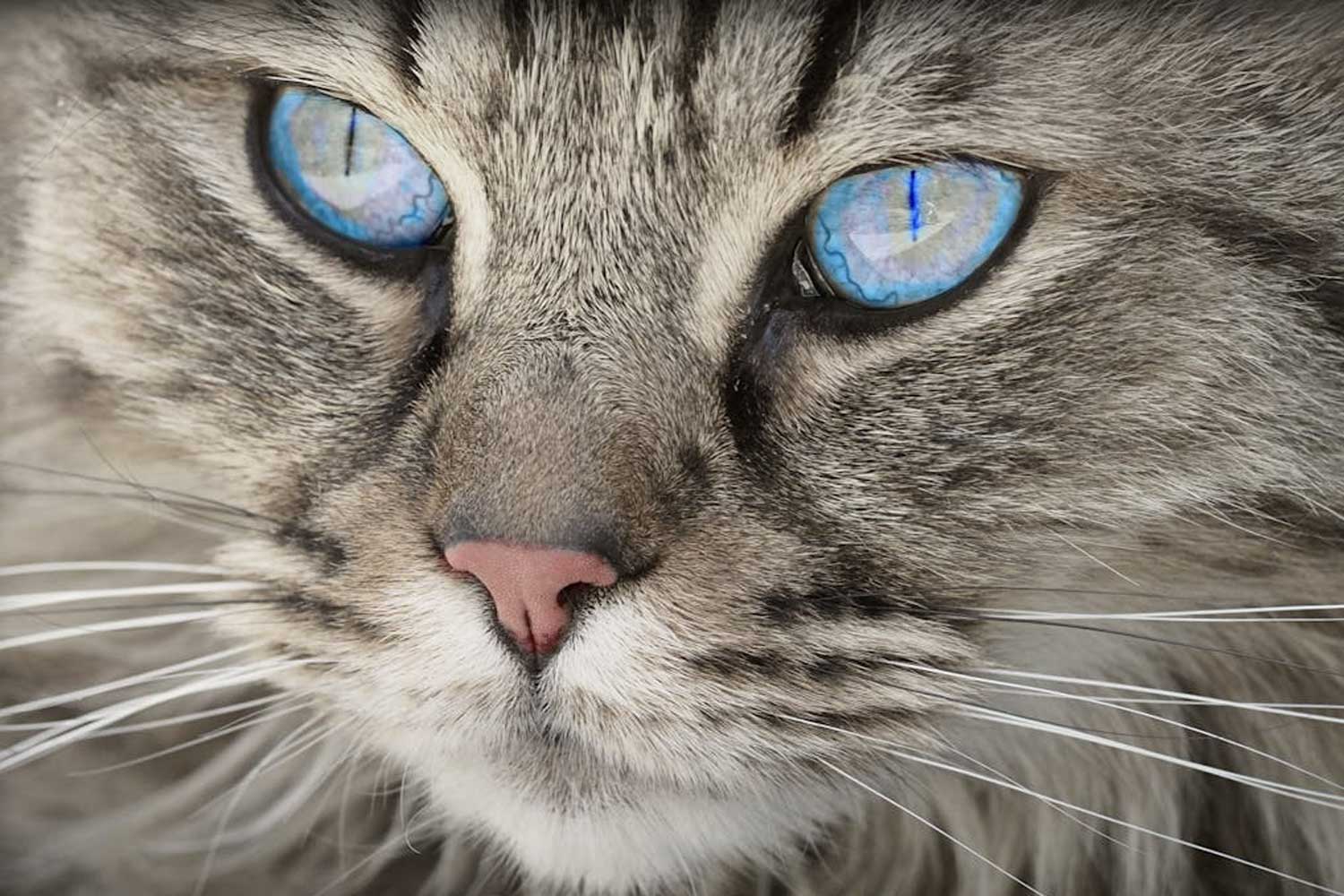gato ojos fijos1