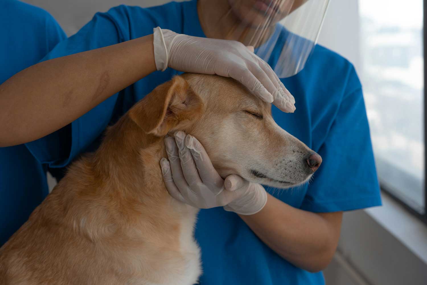 veterinarios1