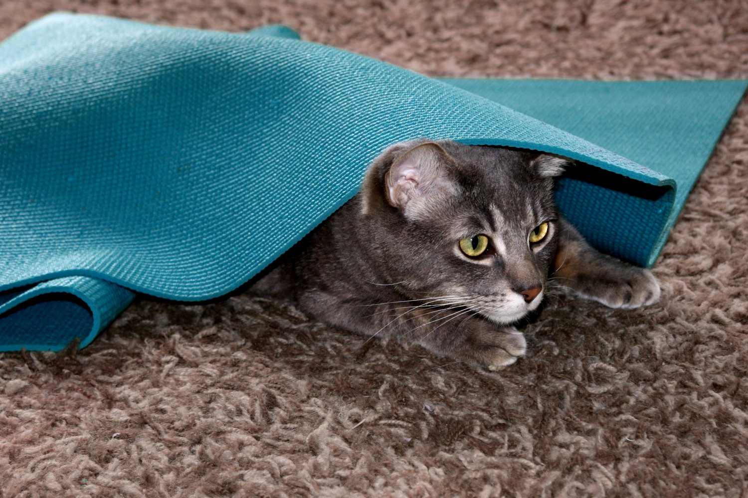 gato1