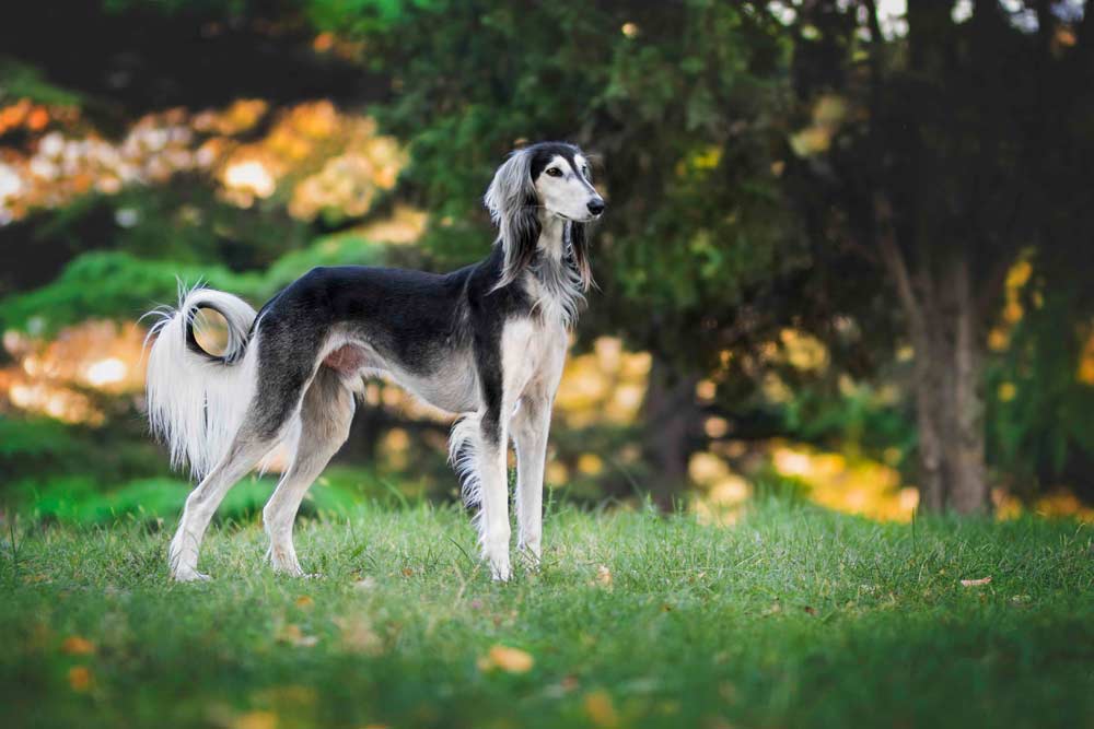 saluki