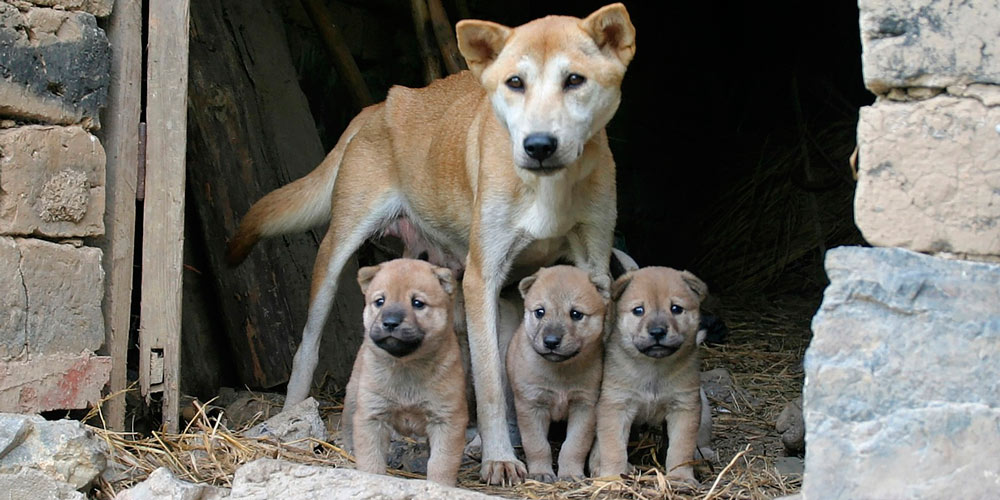 Los nuevos 'perros guardianes' que blindarán las fronteras de EEUU