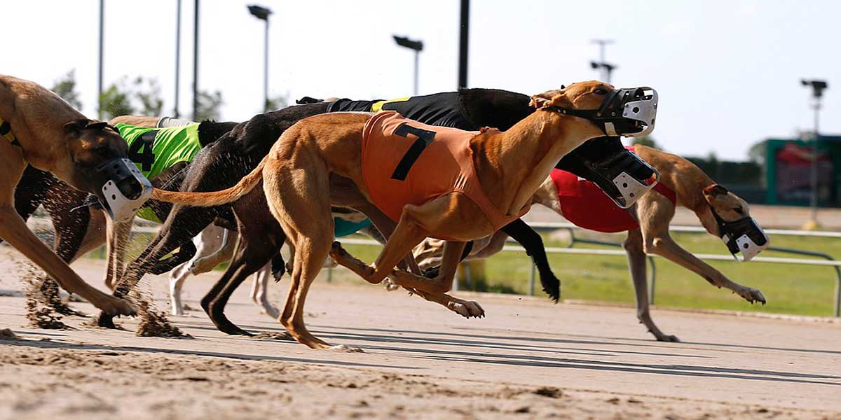 Carrera de galgos españa