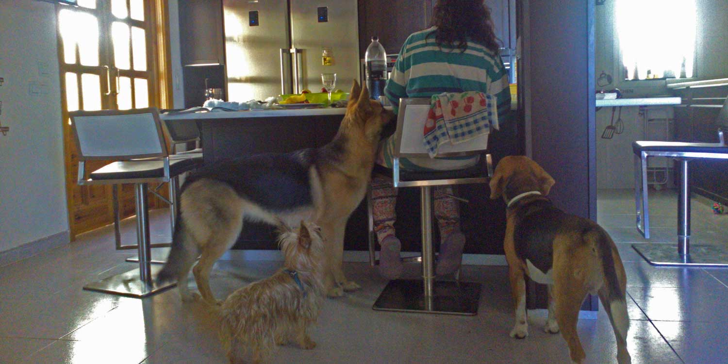 Comer con perros