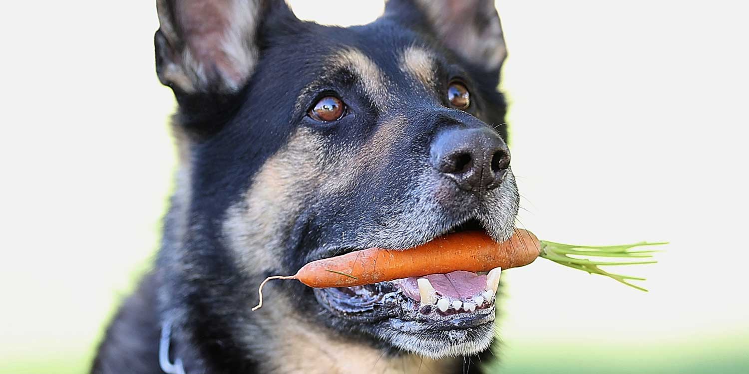 alimentacion