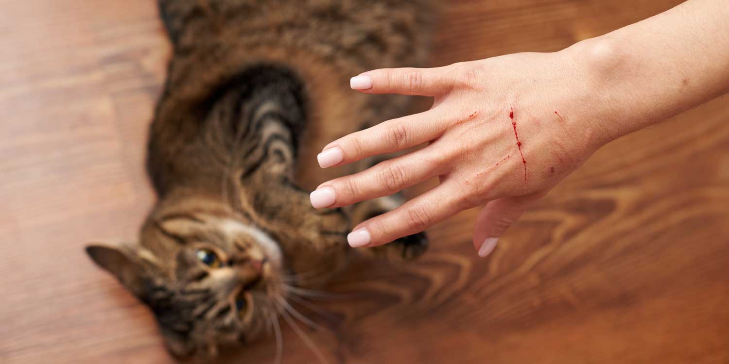 aranazo gato