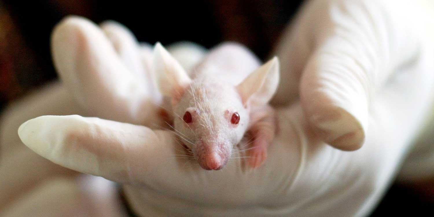 laboratorio raton