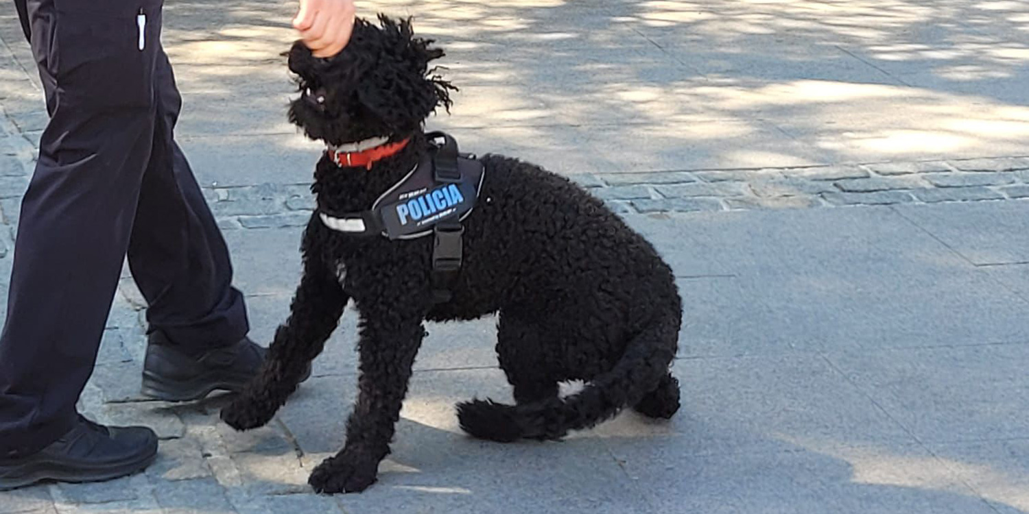 unidad canina ayuntamiento