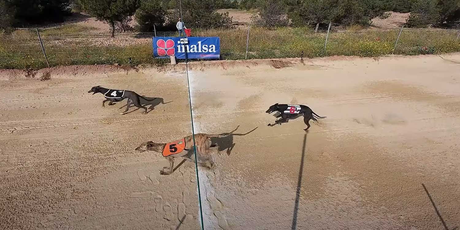 carreras galgos