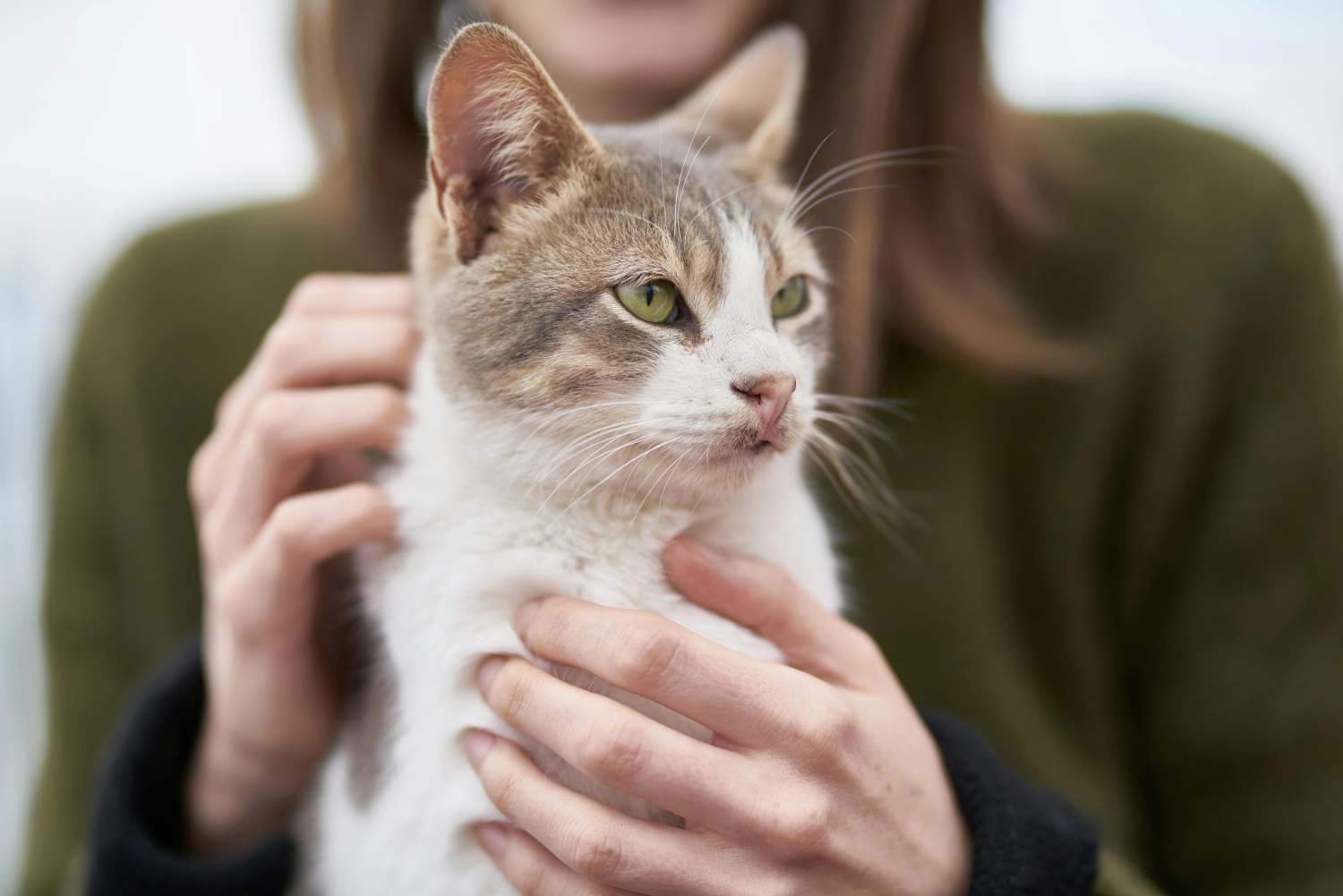 cuidadora de gatos 2