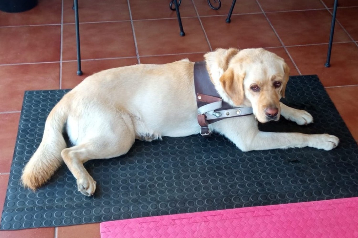 perrogordoreflexion