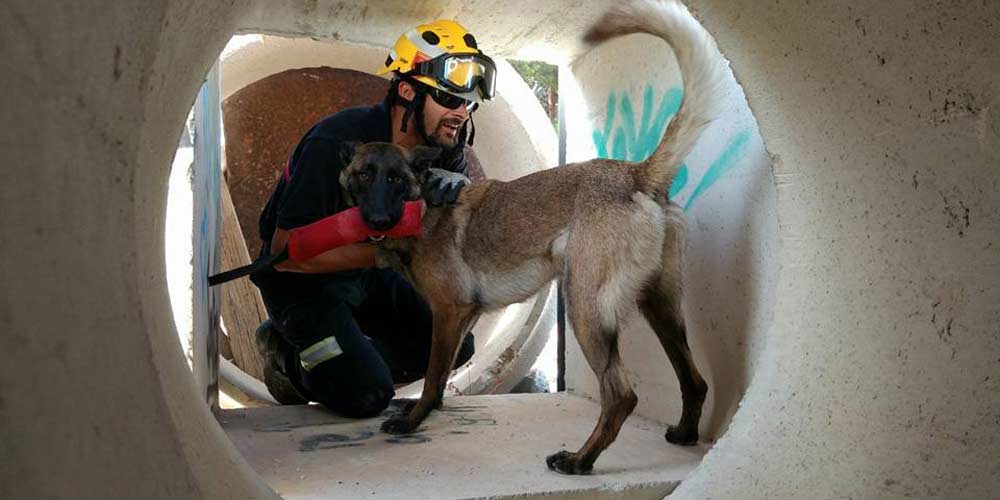 El 'santuario de las mascotas de Alicante' contará con dos zonas de libre  paseo para perros grandes y pequeños