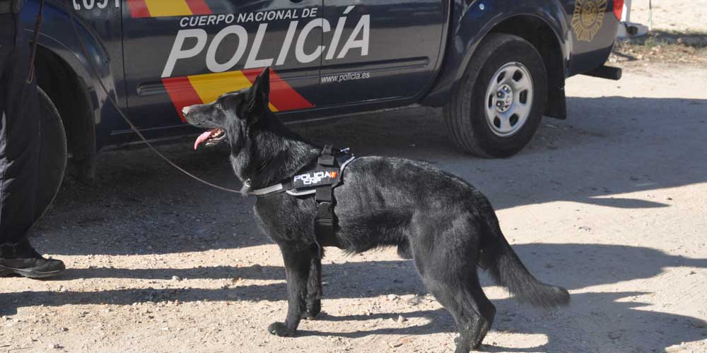 De perros obedientes a  agentes de cuatro patas: así han evolucionado los perros de la Policía Nacional