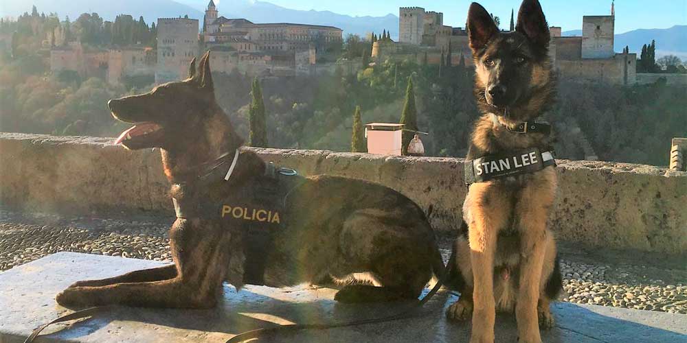 Algunos perros de unidades caninas son víctimas de enfrentamientos entre políticos