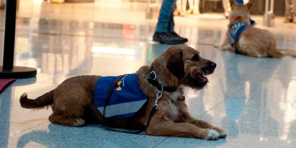 Un perro señal alerta de los sonidos a los sordos, que pagan 1.500 euros por tener uno