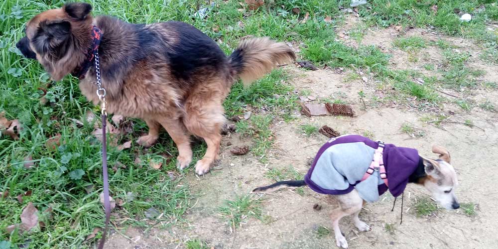 Un pequeño truco al mirar la caca de nuestro perro nos dice si está sano