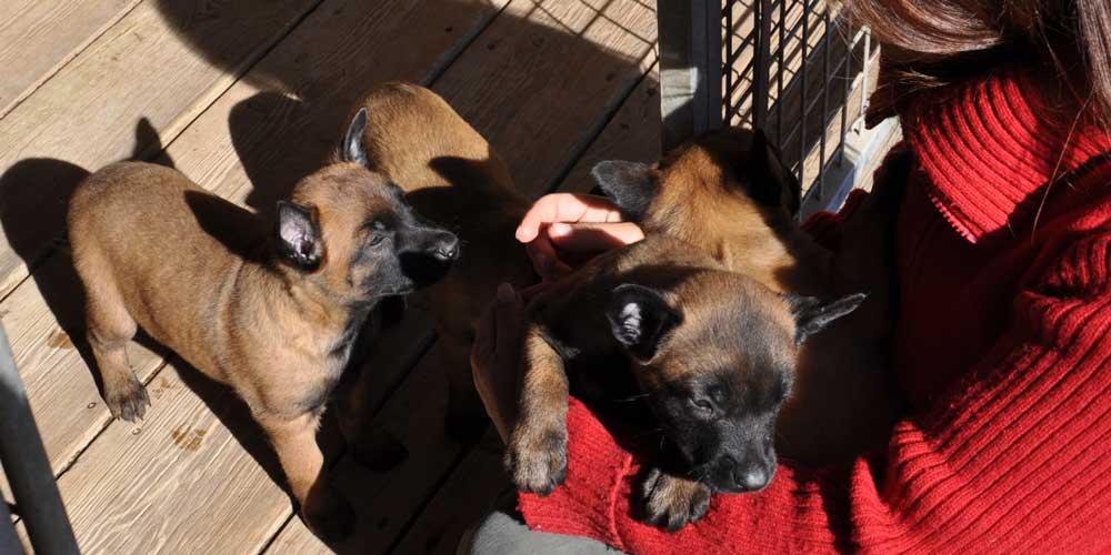 Los criadores de perros deberán aprender técnicas de psicología antes de vender un animal 