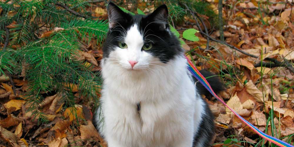 La moda de pasear un gato como si fuese un perro le produce estrés