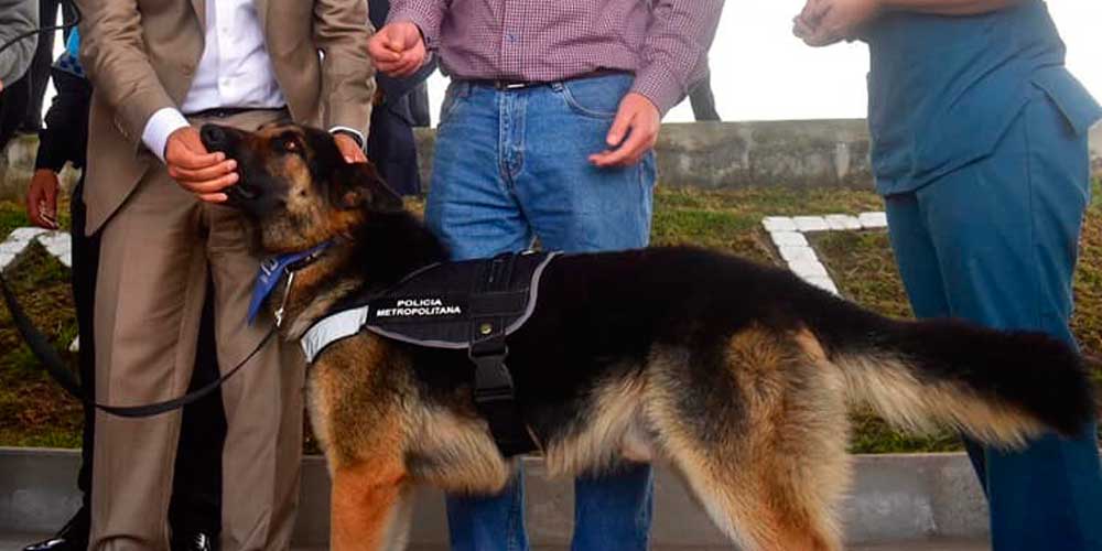 En Quito adiestran perros de la calle que luego viven en el interior de organismos públicos