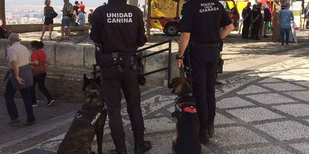 Un perro de detección necesita mucha preparación para ser terapeuta