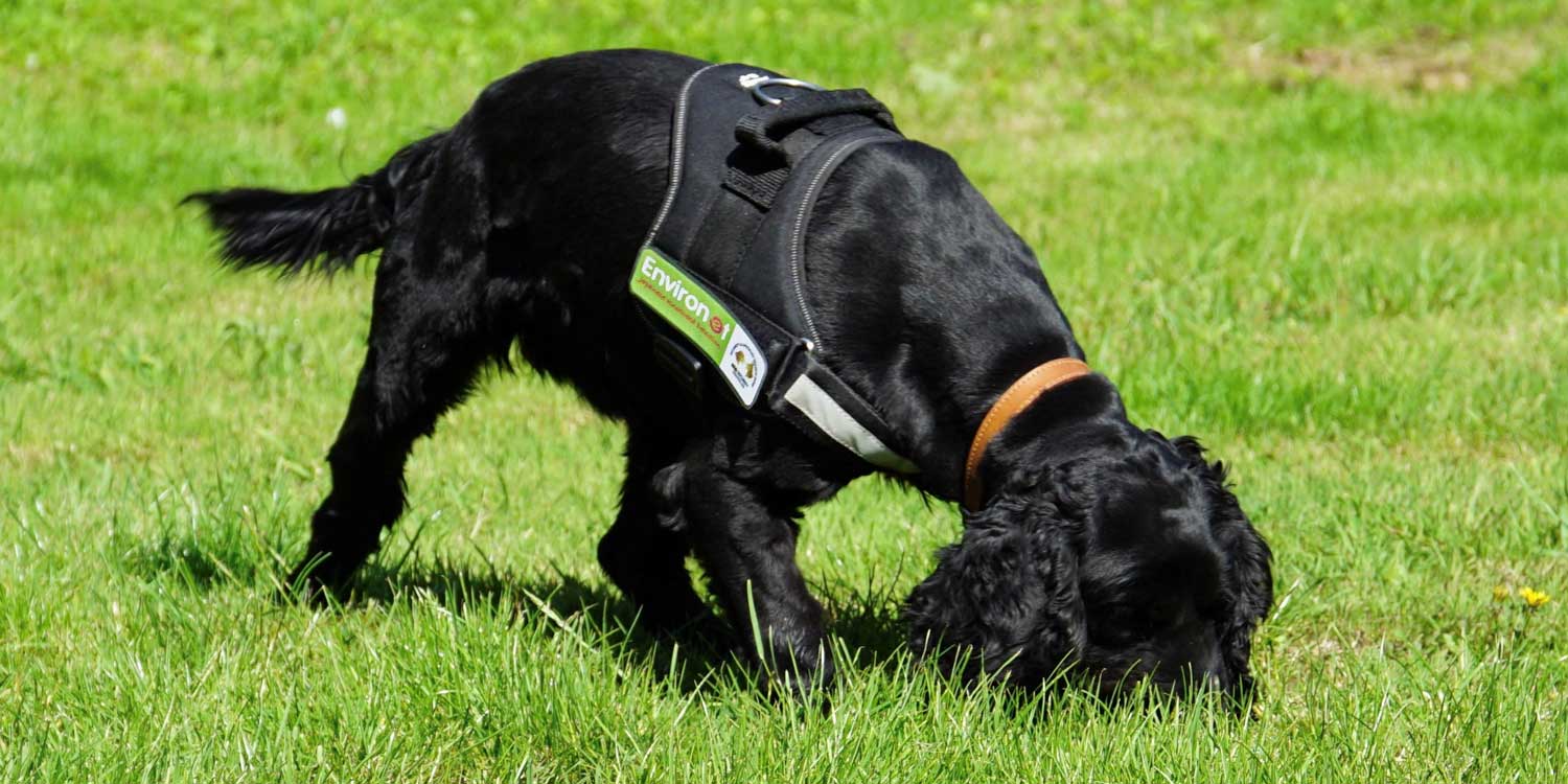 Japón crea la primera mansión de lujo para perros, solo para los bolsillos  más pudientes