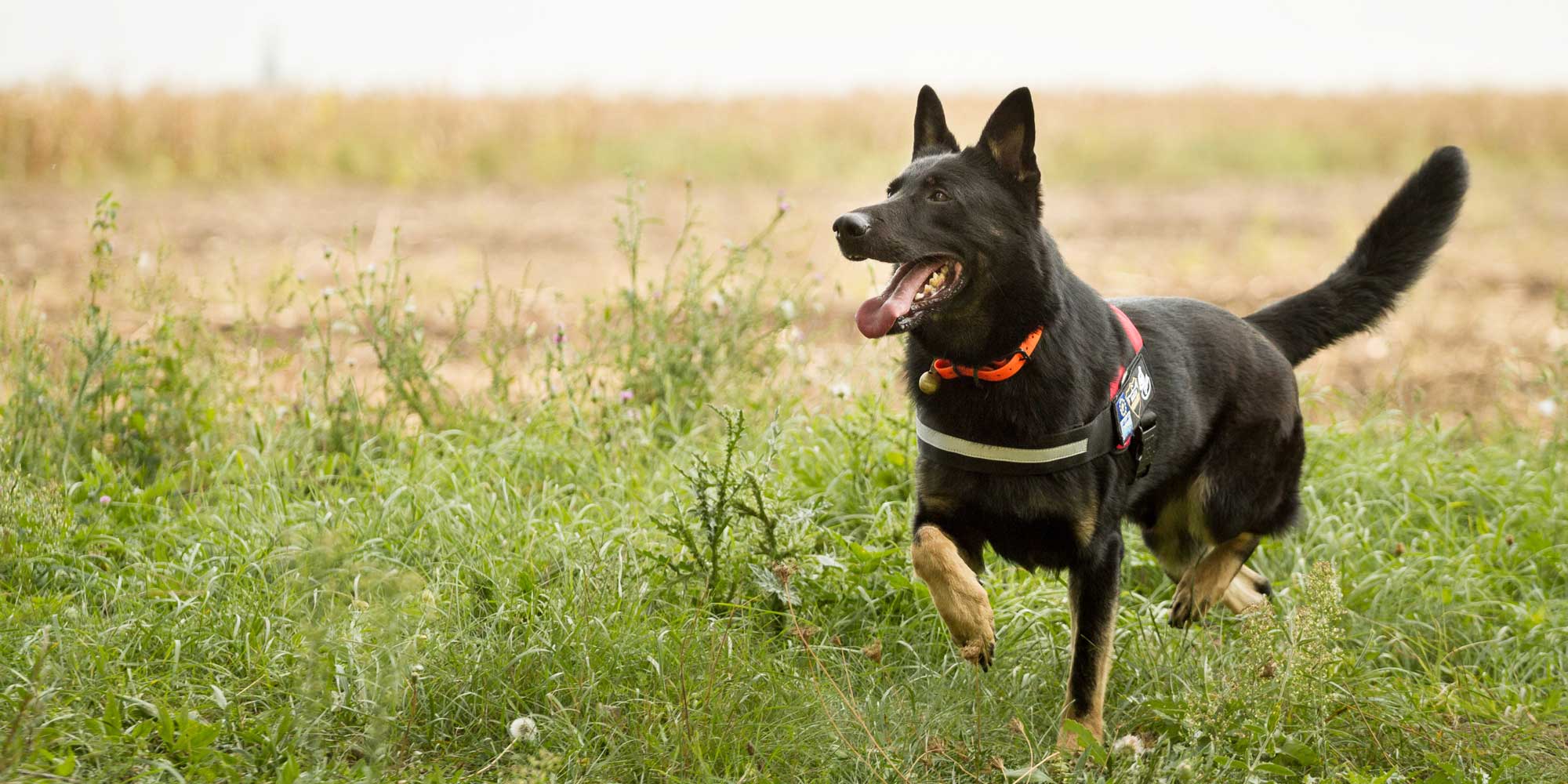 10 animales cuyo esperma vale la pena congelar