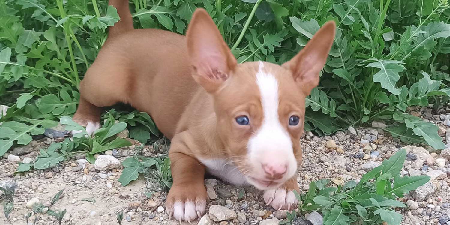 manero cachorro buena