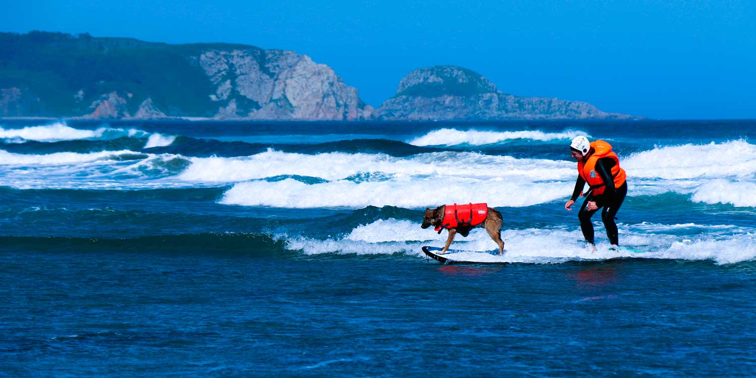 surf dog