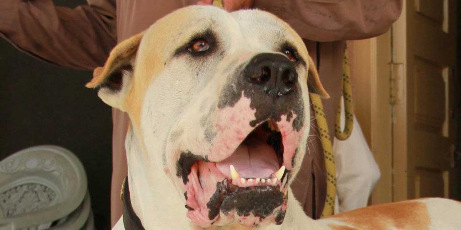 bullyKutta1