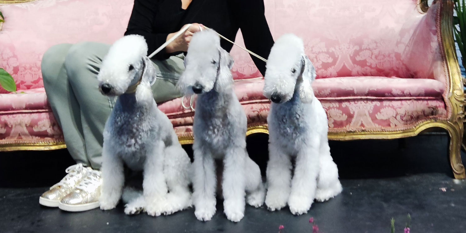 bedlington1