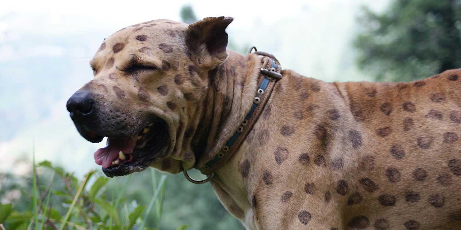 bullyKutta1