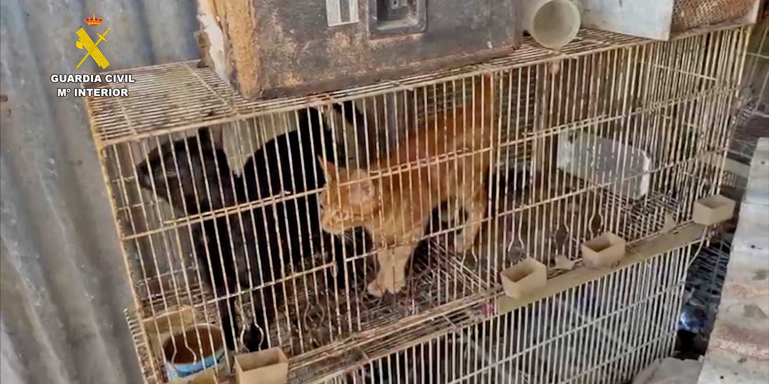 gatos maltratados 1