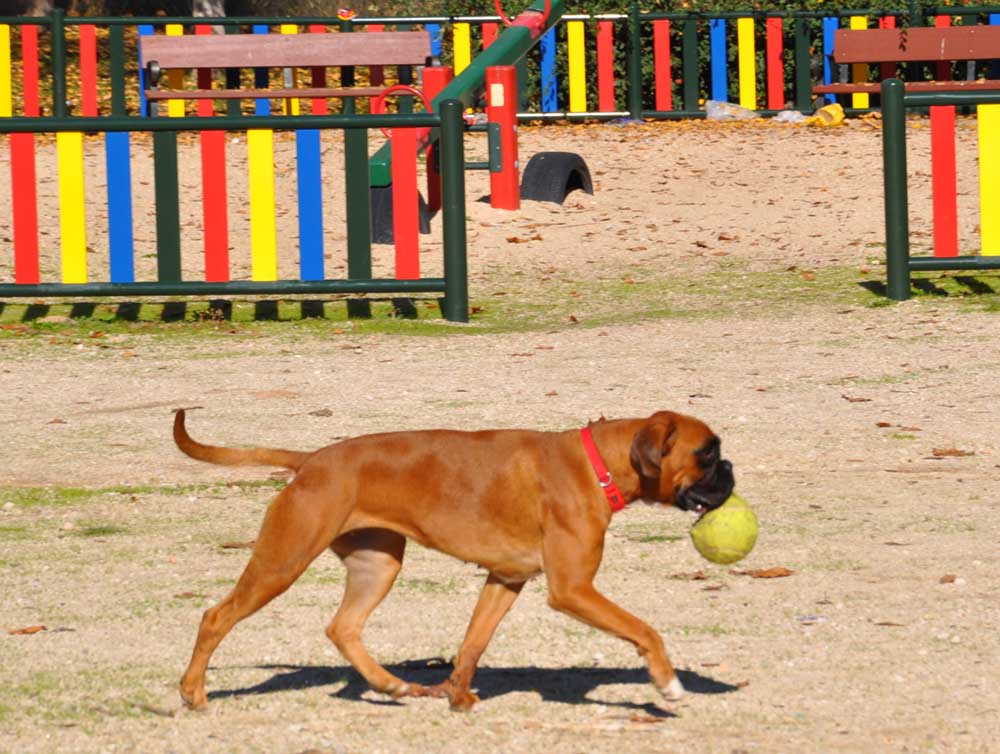 Perroesunperro