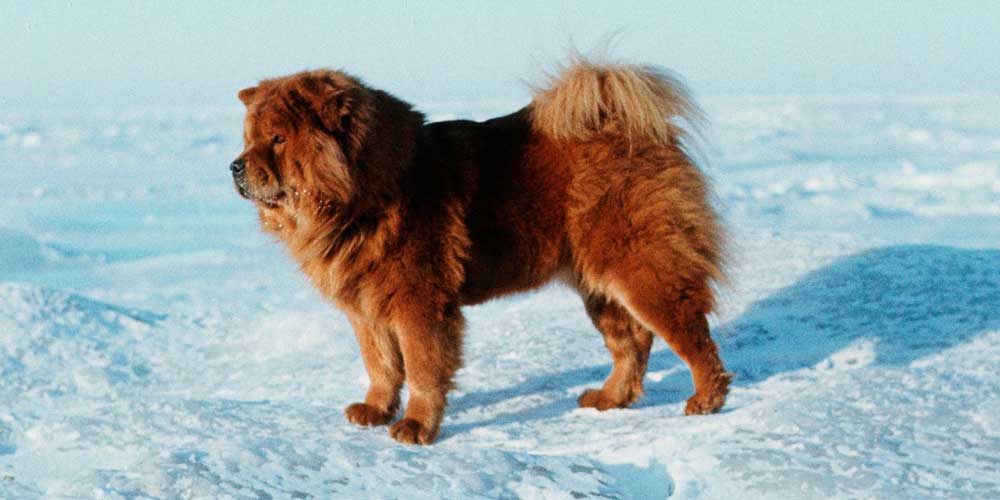 chowchow