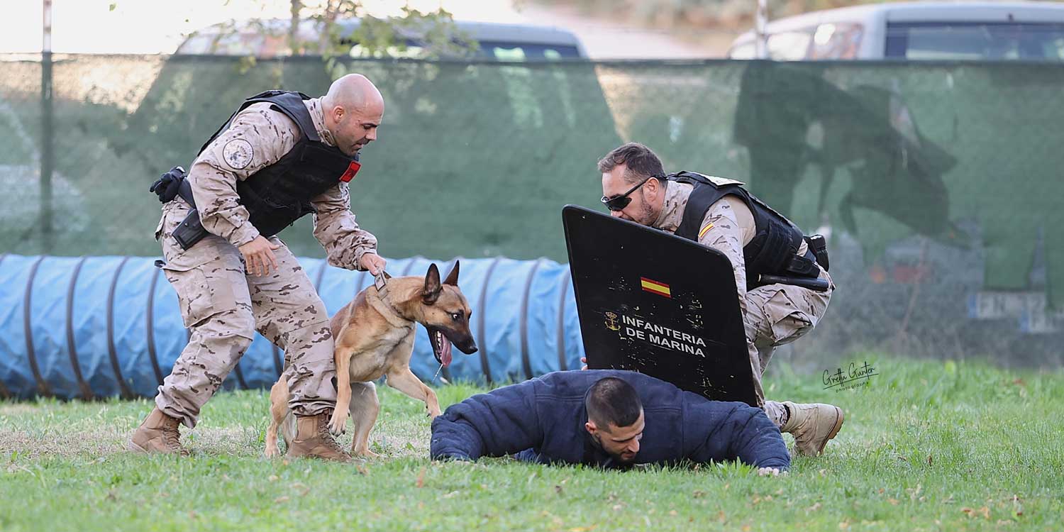 estres perros de trabajo