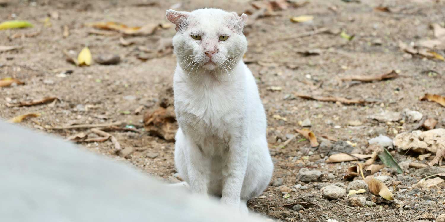 parasitos gato