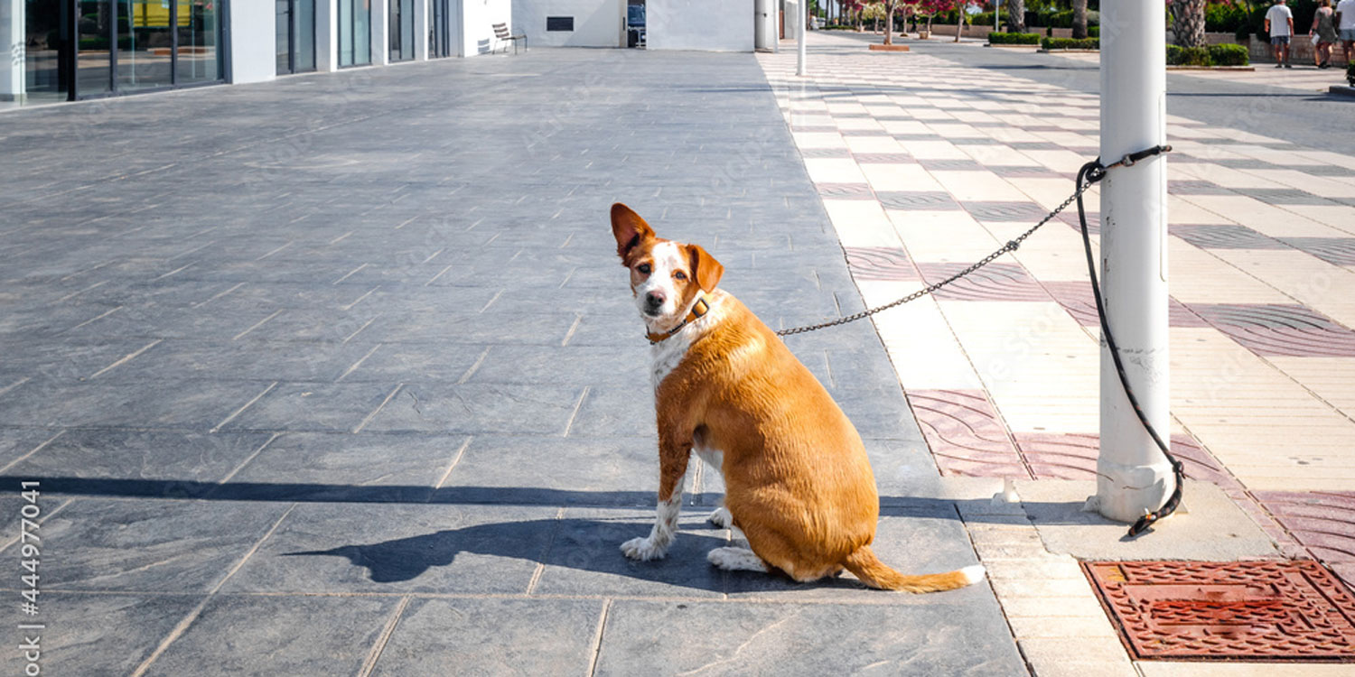 perro atado farola