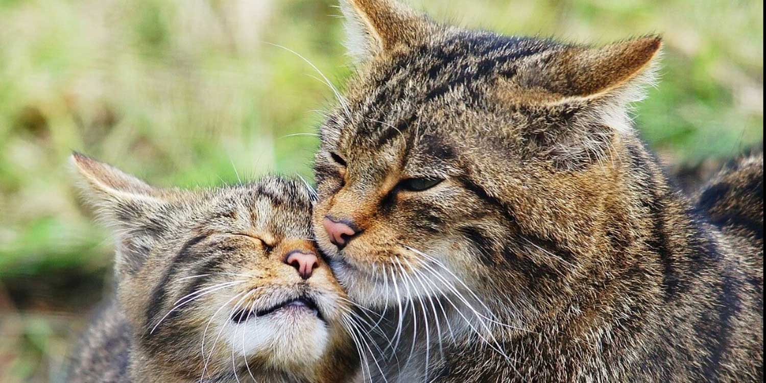 bigotes gatos1