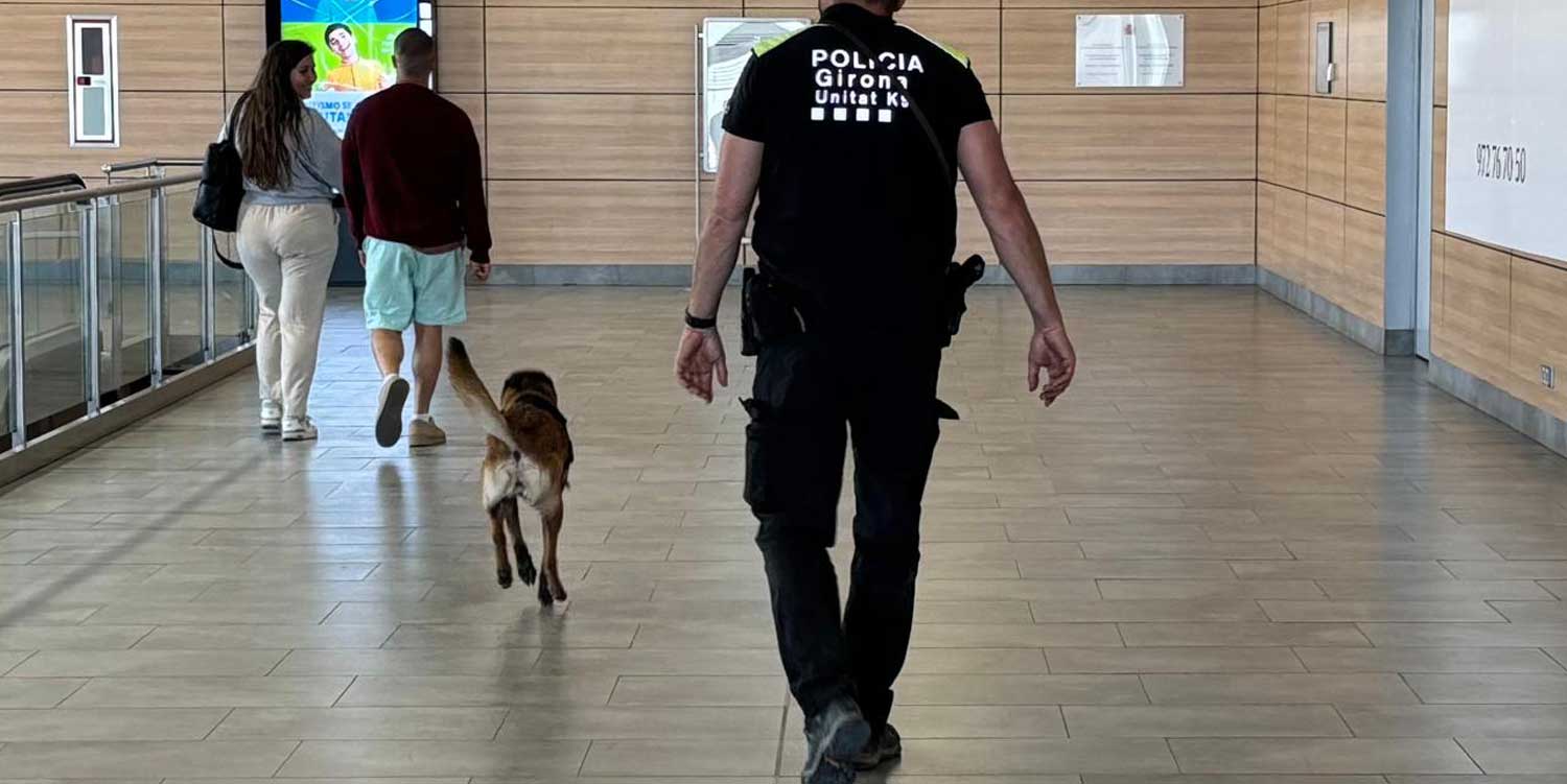 perro movimiento2