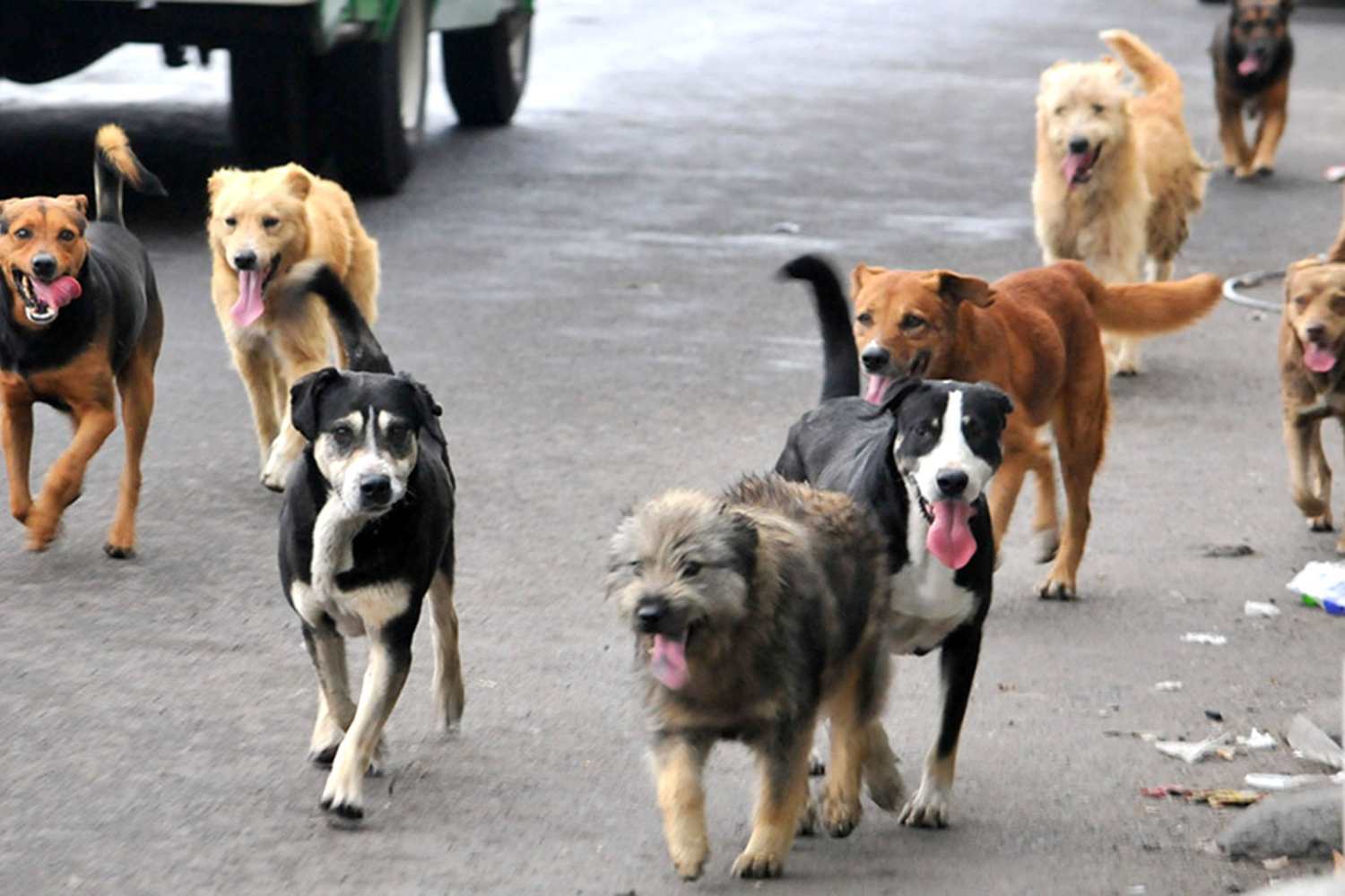 Perros callejeros mexico 1