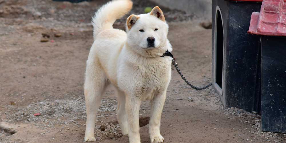 Ni los perros están a salvo en Bogotá: en los parques manos extrañas los  están matando con veneno; las historias son muy tristes