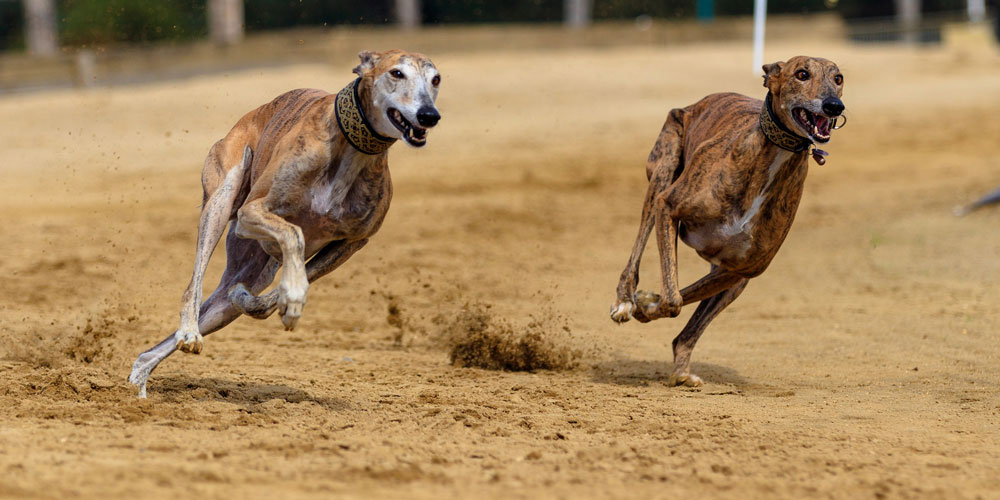 ¿Qué es un galgo corredor