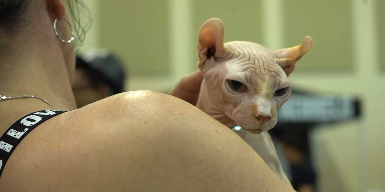 bullygato