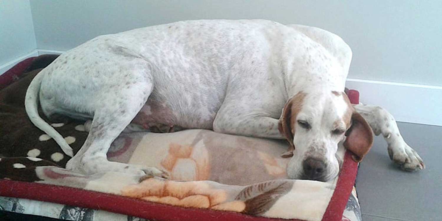 pointer1