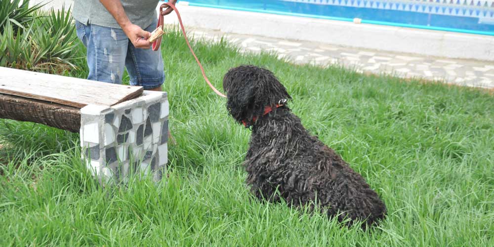 9 perros que buscaron los escondites más secretos, pero no fueron muy  efectivos (FOTOS)