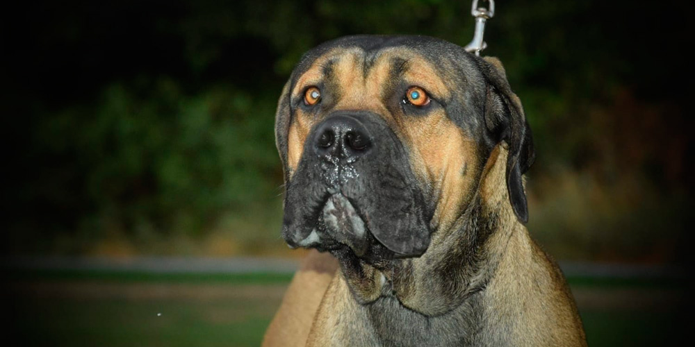 Dogo argentino, el perro sin miedo