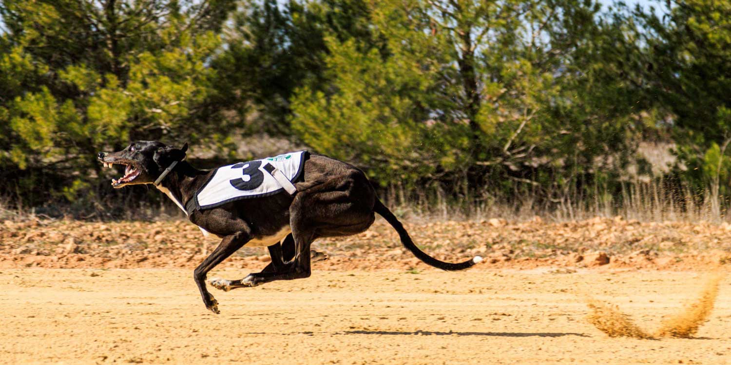 Triunfo Seguro Galgos