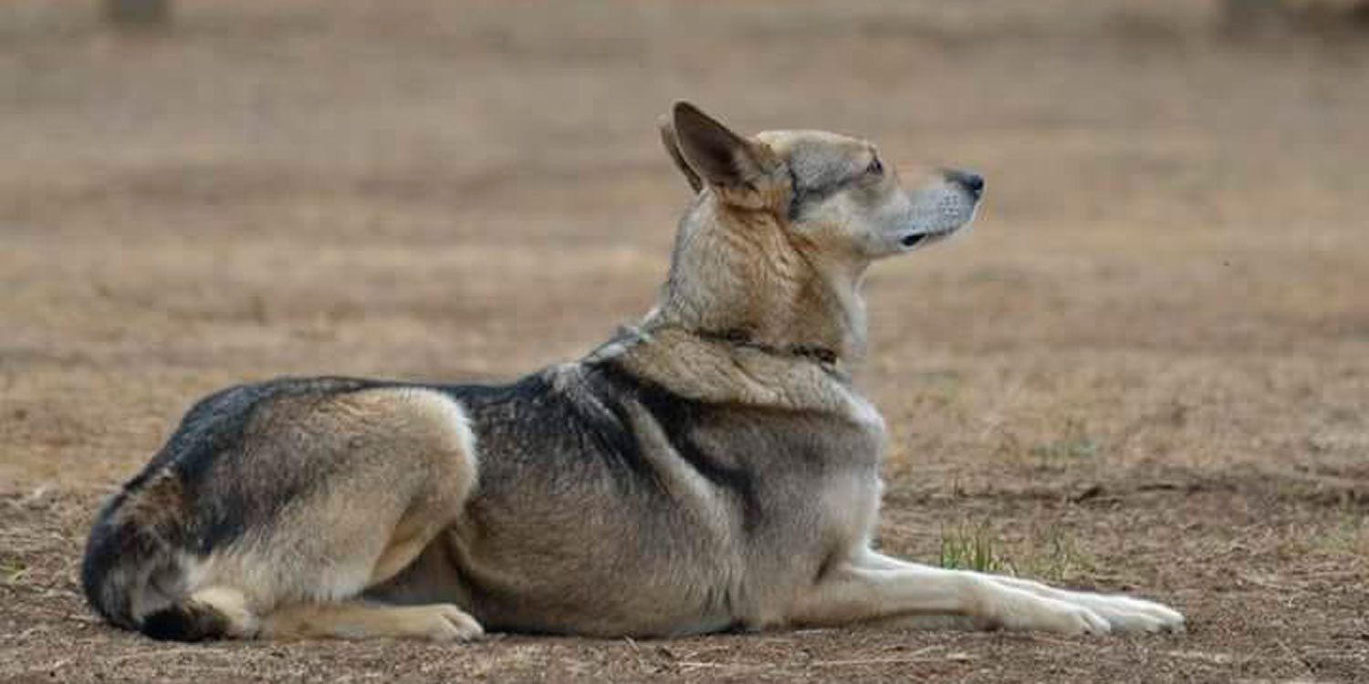 lobito herreño