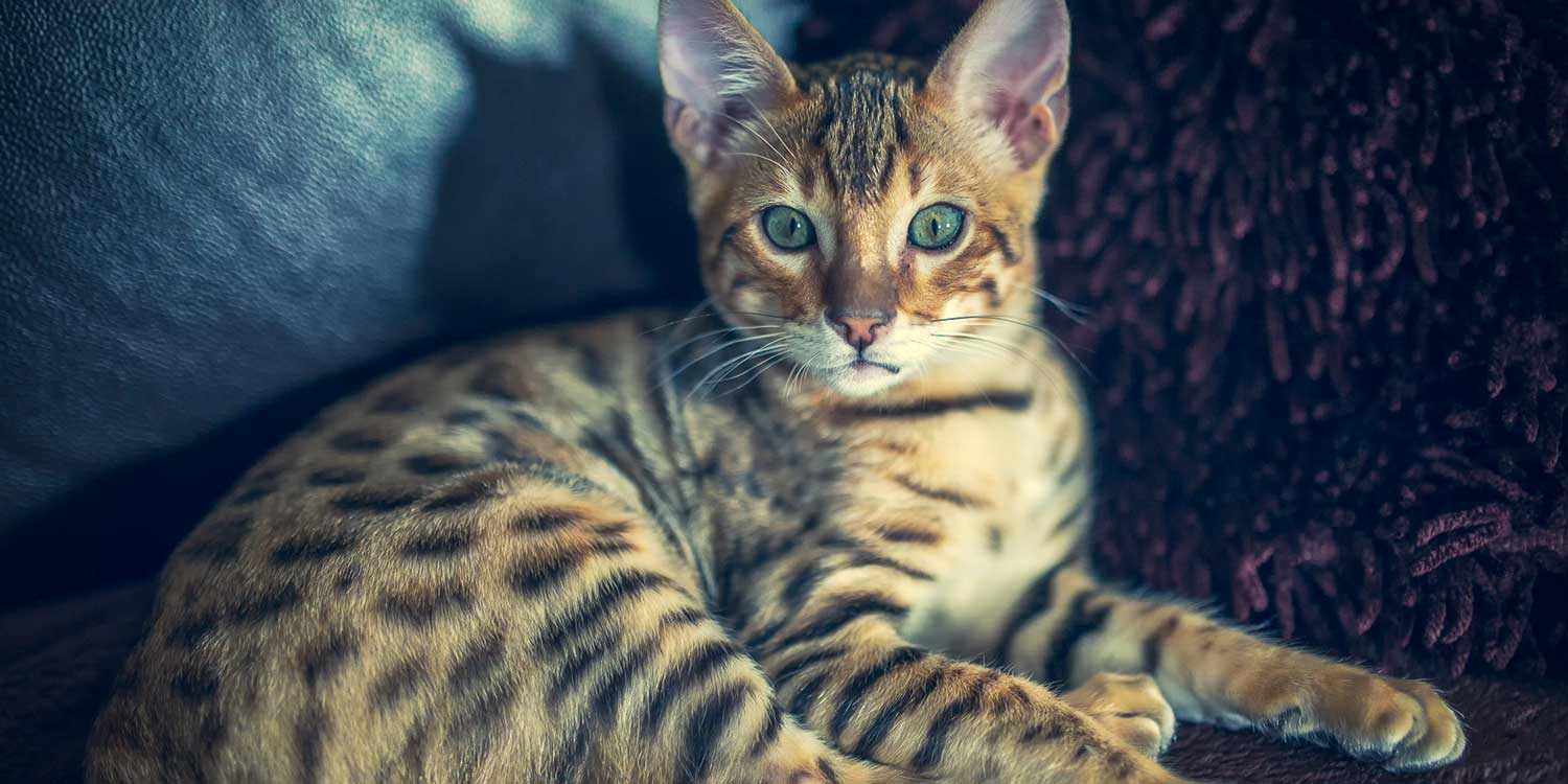 alergia gatos