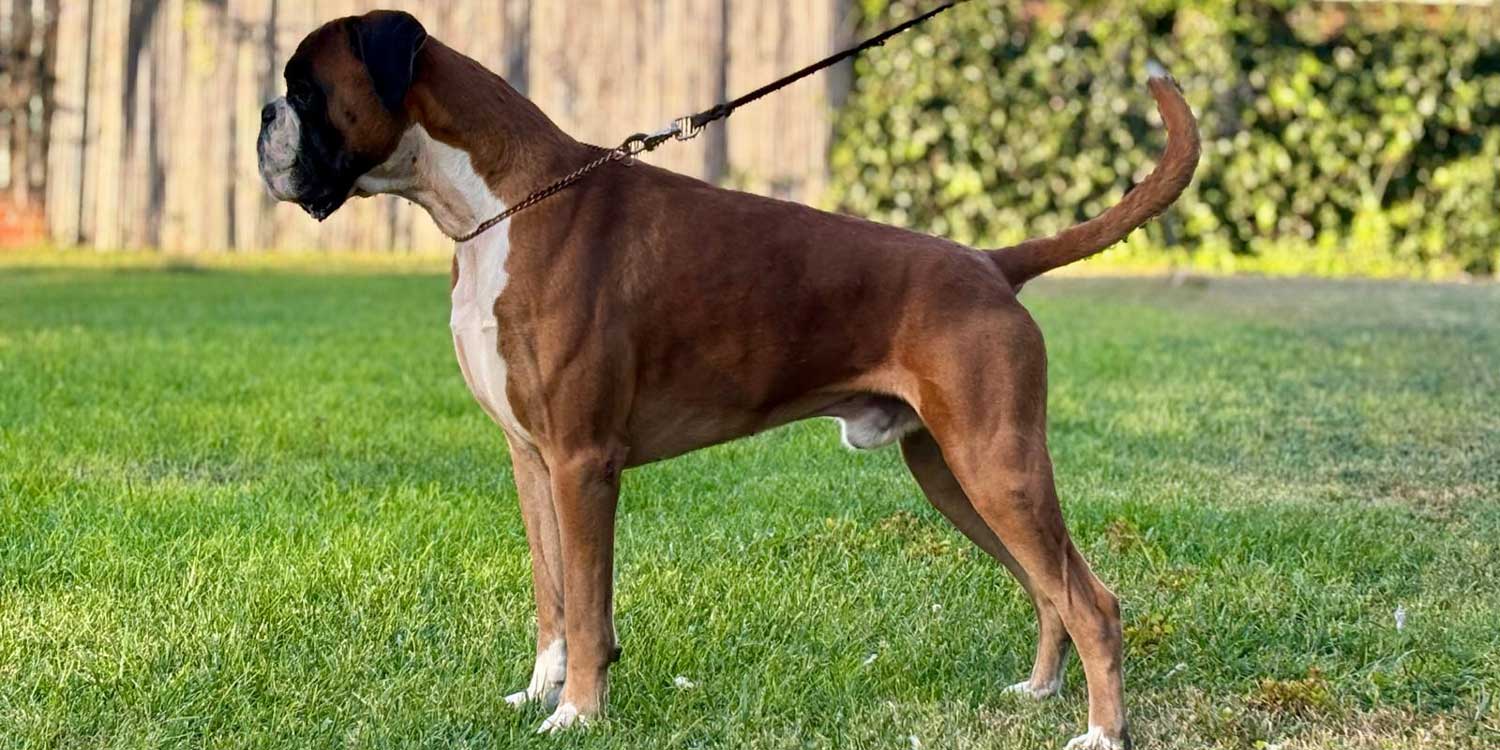 boxer